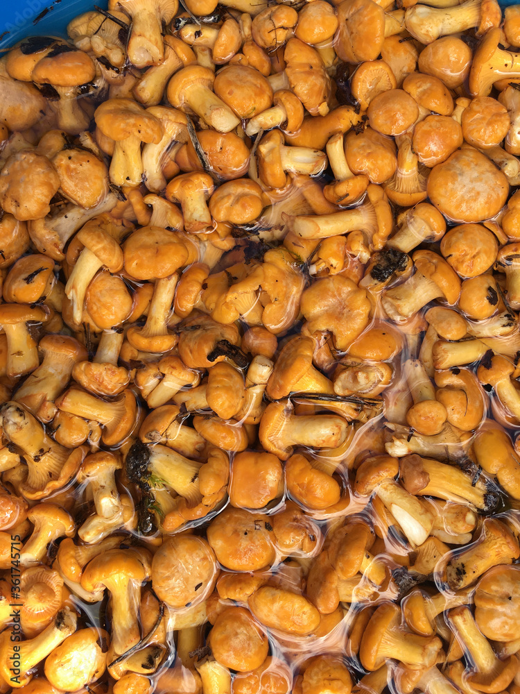 background of wet chanterelle mushrooms in water