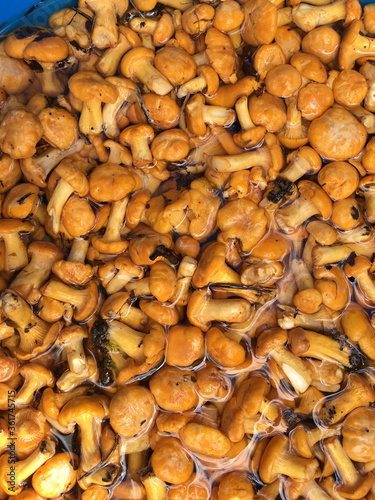 background of wet chanterelle mushrooms in water