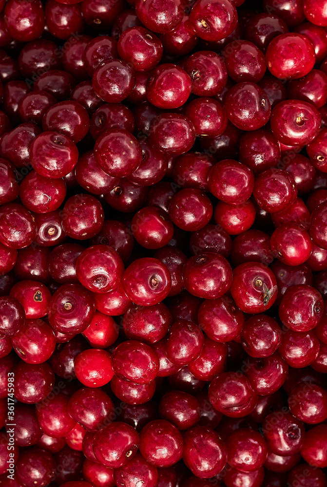 Background from ripe cherries. Harvested ripe cherry. Agriculture. Berries Cherry. Background from ripe cherries. Harvested ripe cherry. Agriculture. Berries Cherry.