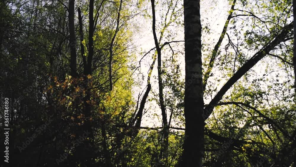 Morning forest scenery sunrise sun-flare nature Morning forest scenery sunrise sun-flare nature