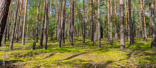 Forest landscape in the summer