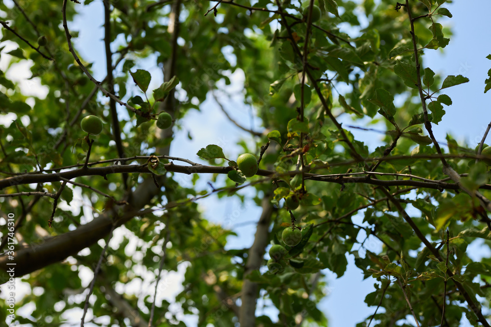 A apples tree  with green apples. Ripe green apples on a tree.