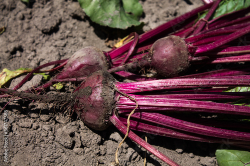 root beetles of young beets on the ground