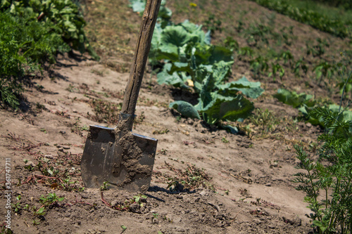 old shovel stuck in the ground against the background of plants in the garden