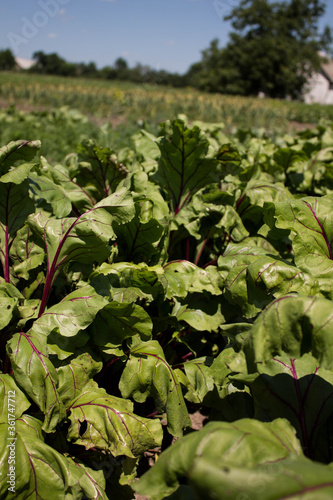 young beet plants on the field in the beds