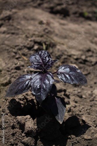 flowering young purple basilica against the background of the earth in the garden