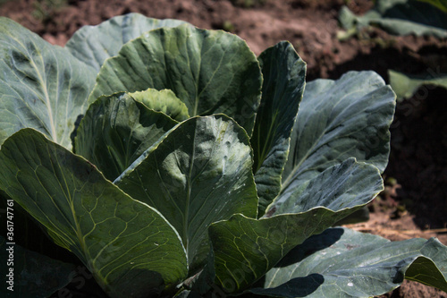 young cabbage on the background of the earth in the garden