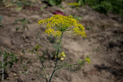 flowering dill against the background of the earth in the garden