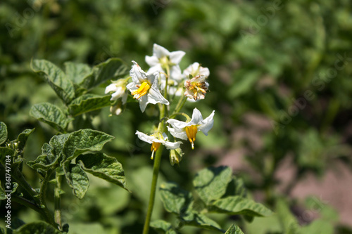 white flowering potatoes on the background of the garden