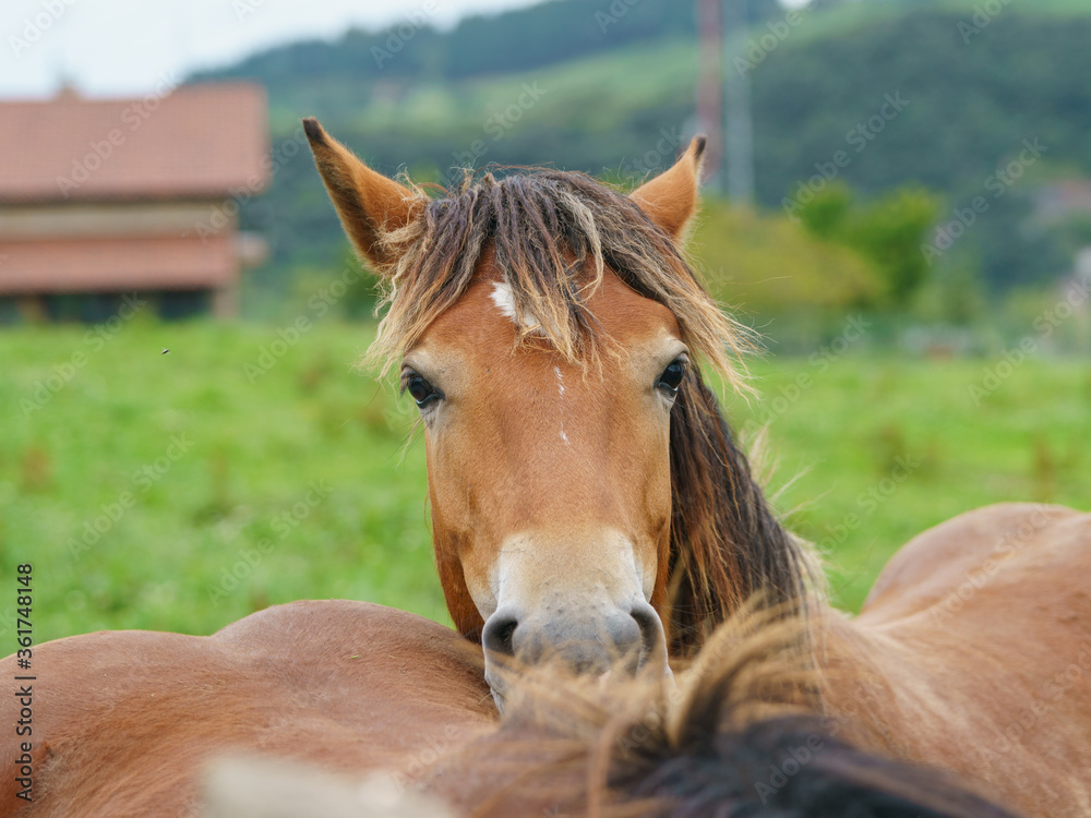 Fototapeta premium Portrait of a horse with black mane grazing on the meadow near farm in Basque Autonomous Community / Basque country in summer day. No people. High resolution image.