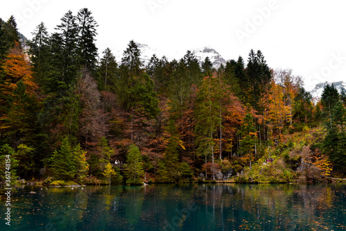 Blausee  Kandergrund  Switzerland - 11.01.2018  Beautiful mountain blue lake in the mountains. Autumn landscape  yellow trees. Crystal clear  transparent water of the blue lake. Mountain landscape.