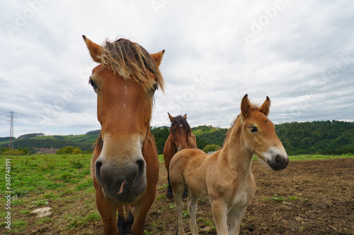 Herd of bay horses with black mane and young foal grazing on the meadow near farm in Basque Autonomous Community   Basque country in summer day. No people. High resolution image.