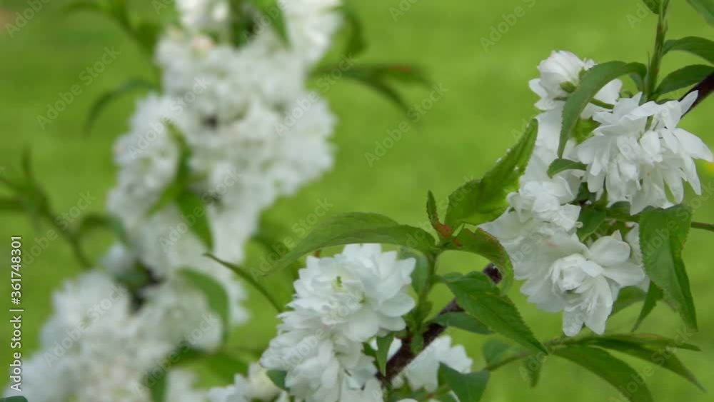 White almond flowers on the tree branch on the background of green lawn White almond flowers on the tree branch on the background of green lawn