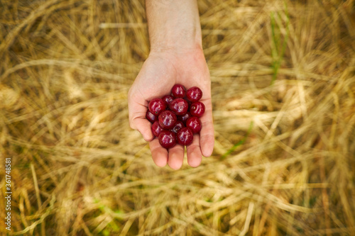 cherry in the hands of the guy on the background of dry grass. Berries in men s hands. Ripe vinsha in the hands of a gardener. Cherry.