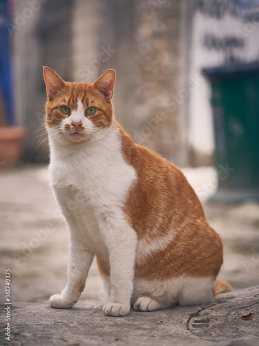 Orange and White Stray Tabby Cat