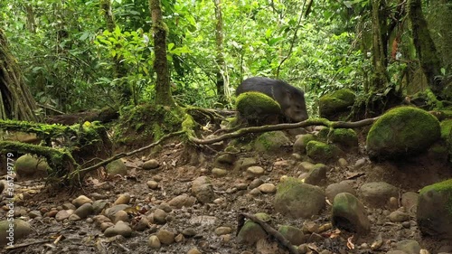 Collard peccary, Pecari tajacu , a common mammal of the Amazonian rainforest and walking towards the camera also found in North America
 photo