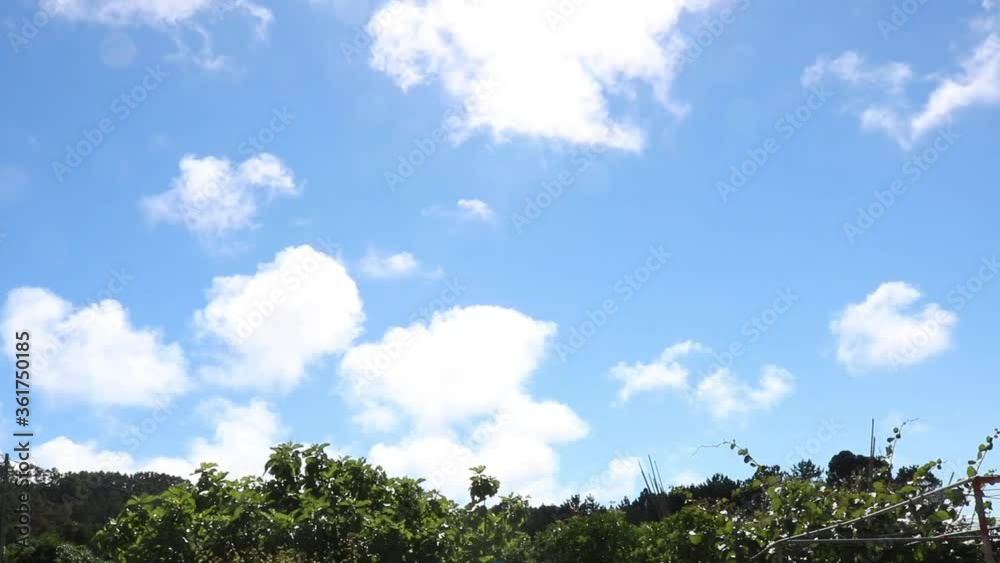 Light blue sky with puffy white clouds moving over a field showing tops of fruit trees. Subtle lens flare effect in the sky. Light blue sky with puffy white clouds moving over a field showing tops of fruit trees. Subtle lens flare effect in the sky.