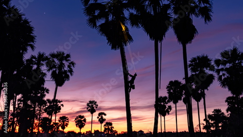 A Beautiful landscape silhouette sugar palms with twilight sun sky in early morning view.