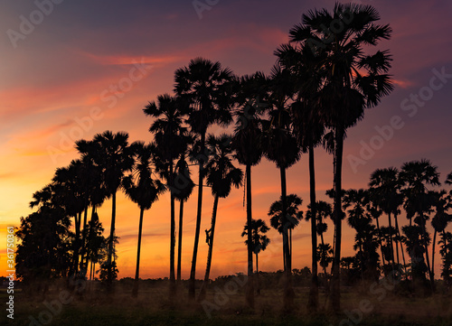 A Beautiful landscape silhouette sugar palms with twilight sun sky in early morning view.