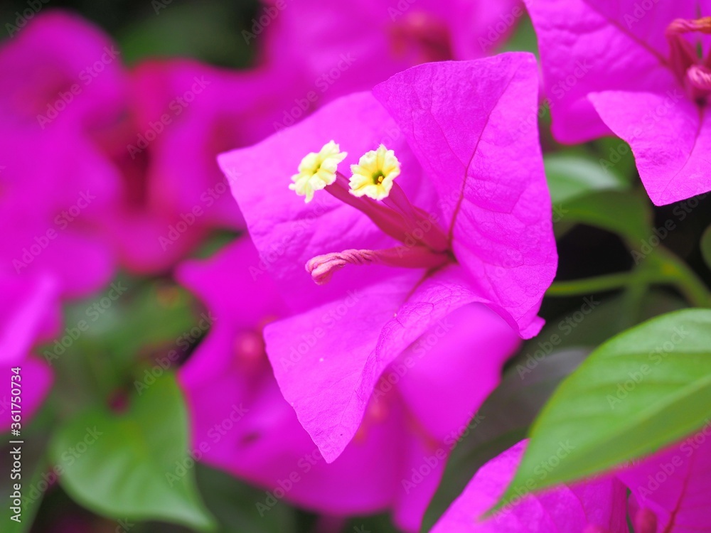 pink bougainvillea flower close-up pink bougainvillea flower close-up