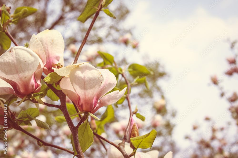 Pink magnolia tree flowers blooms on clear blue sky Pink magnolia tree flowers blooms on clear blue sky