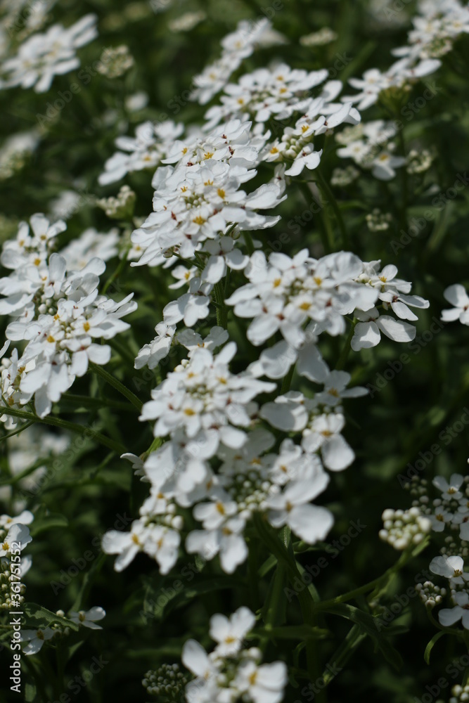 white flowers in the garden white flowers in the garden