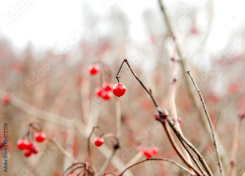 Ripe viburnum berries on a branch. Red berries in the autumn forest. Medicinal plant. Close-up