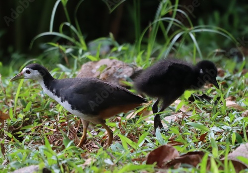 mother and baby water hen