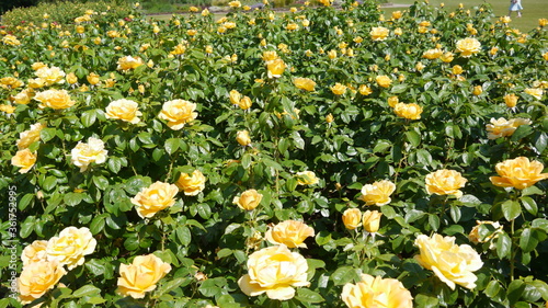 Diamond Jubilee yellow rose photo