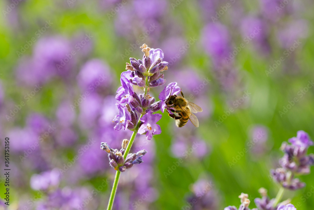 Soft focus bokeh background of Flowers and bee Soft focus bokeh background of Flowers and bee
