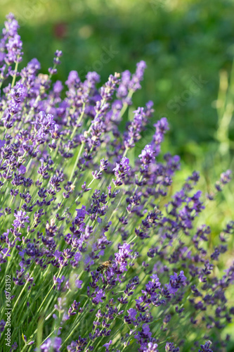 Soft focus bokeh background of Lavender Flowers Field