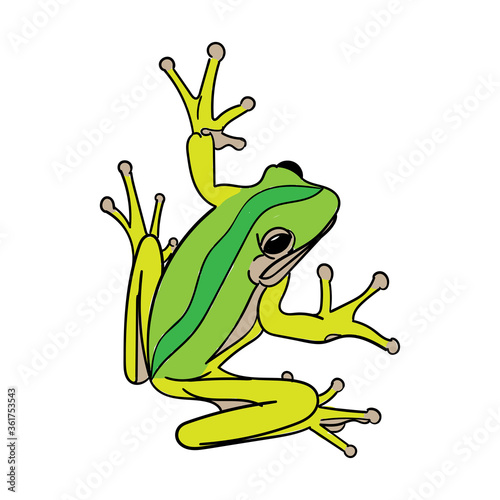 Large green frog vector illustration