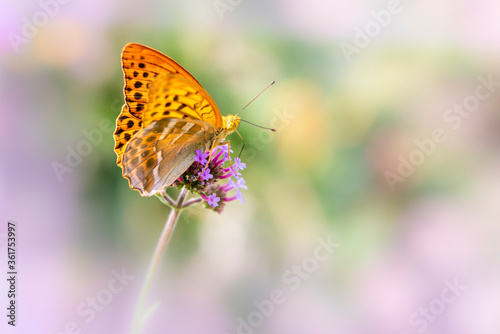 Ein Schmetterling, Argynnis Paphia auf einer Blüte vor einem weichen Hintergrund