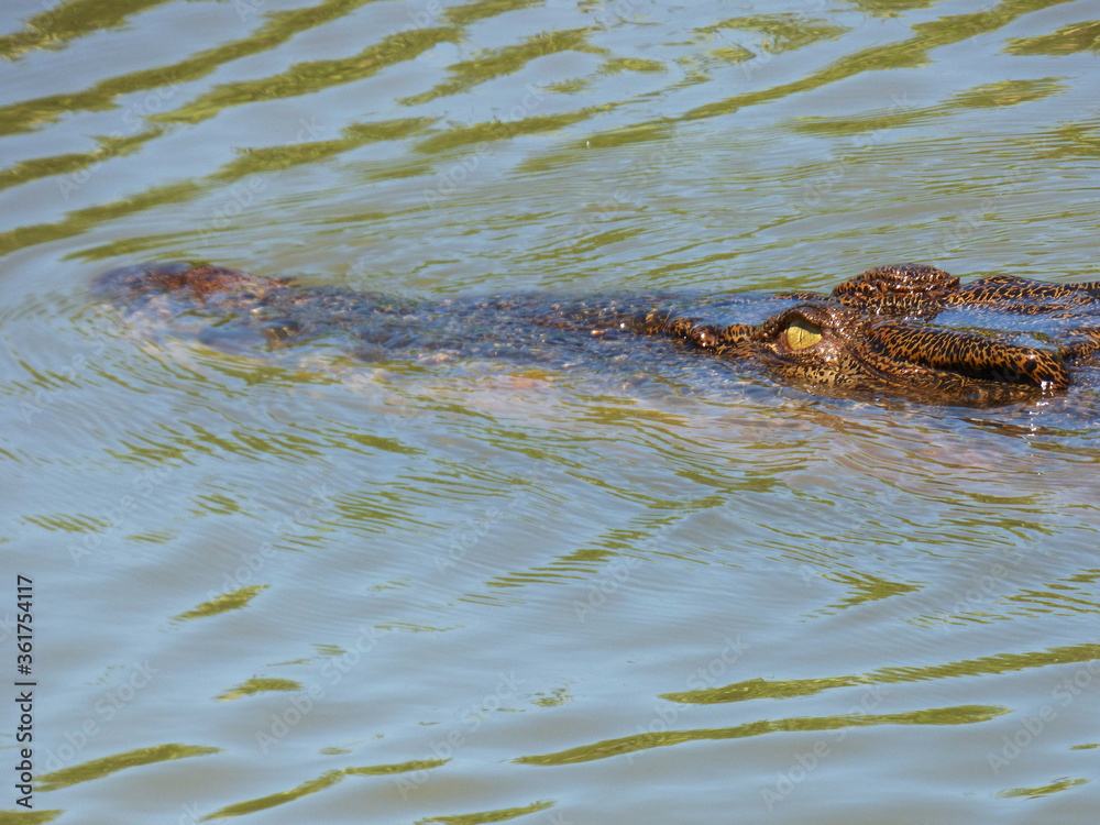 Fototapeta premium Australia, Kakadu National Park, Alligator River, Salted Alligator, Alligator head emerging