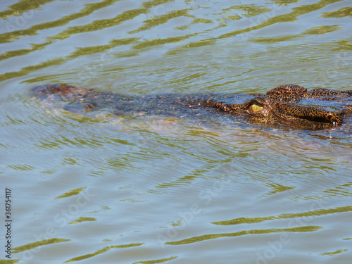 Australia, Kakadu National Park, Alligator River, Salted Alligator, Alligator head emerging © Roberto