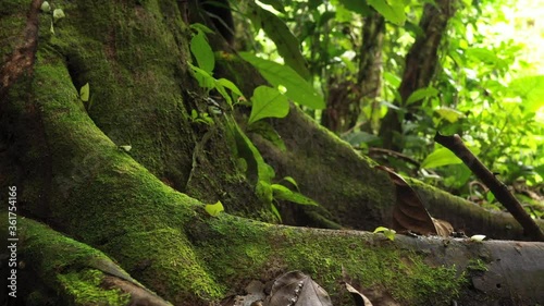 Leaf cutter ant at work, carrying parts of leaves over a large root of a tree in the Amazon rainforest
 photo