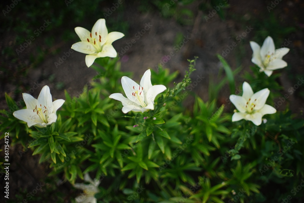 White lily flowers grows in summer garden. White lily flowers grows in summer garden.