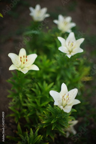 White lily flowers grow in a dark summer garden.