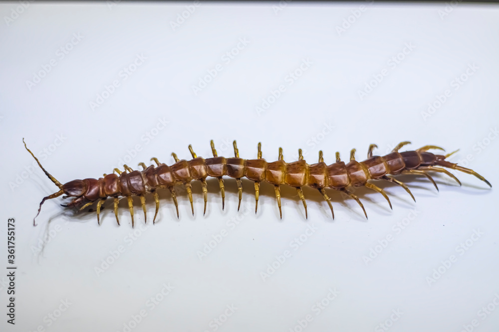 caterpillar on white background
