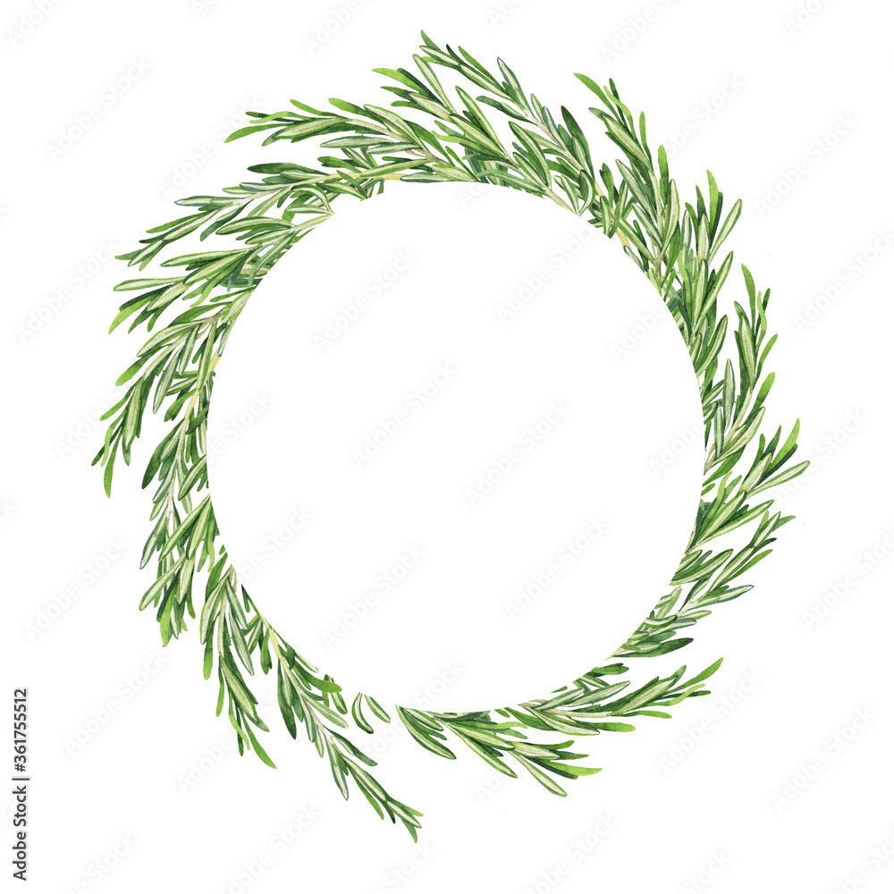 Green fresh rosemary branches round frame on white background. Hand drawn watercolor illustration.