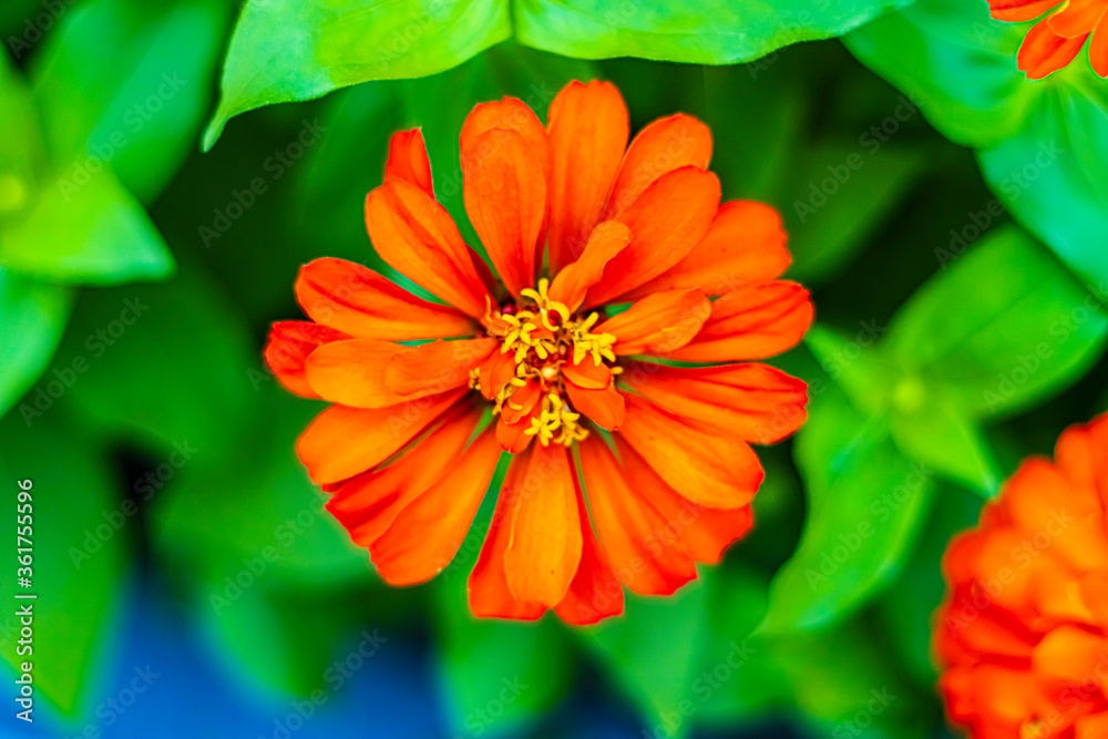 beautiful flowers in summer air beautiful flowers in summer air