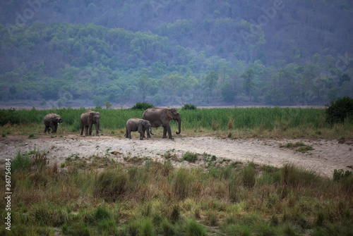 Asiatic elephants in Beautiful habitats of Ram Ganga river, Wildlife National Park, India