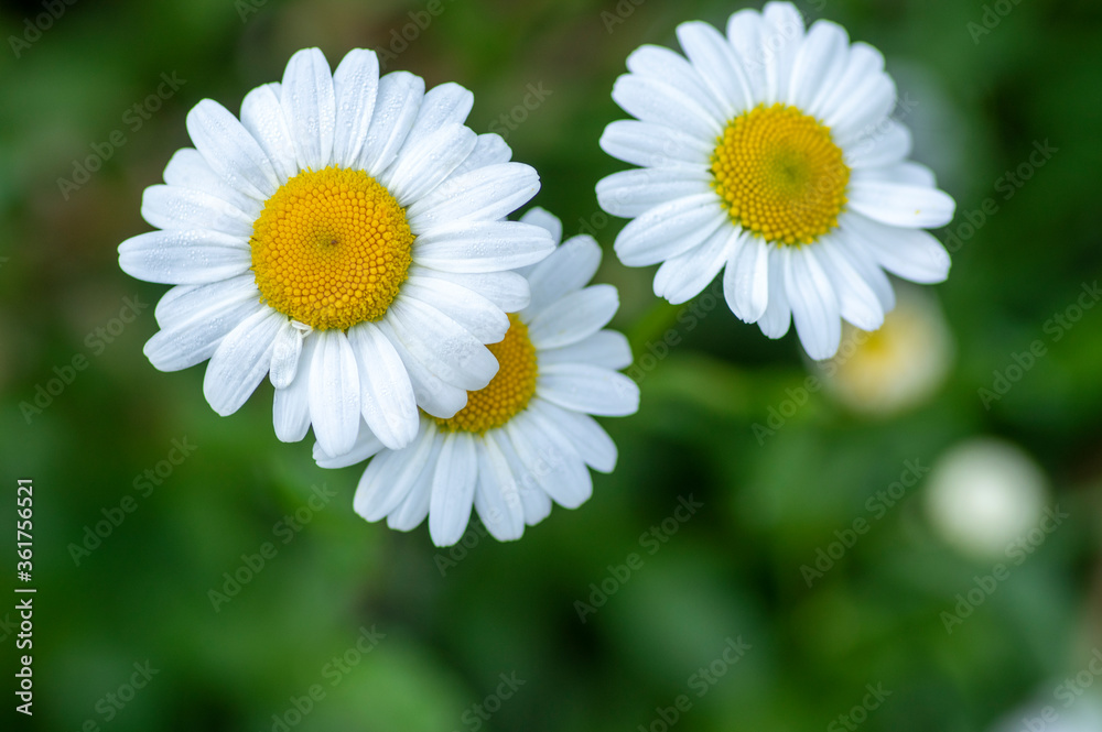 Leucanthemum vulgare meadows wild oxeye daisy flowers with white petals and yellow center in bloom, flowering beautiful plants Leucanthemum vulgare meadows wild oxeye daisy flowers with white petals and yellow center in bloom, flowering beautiful plants
