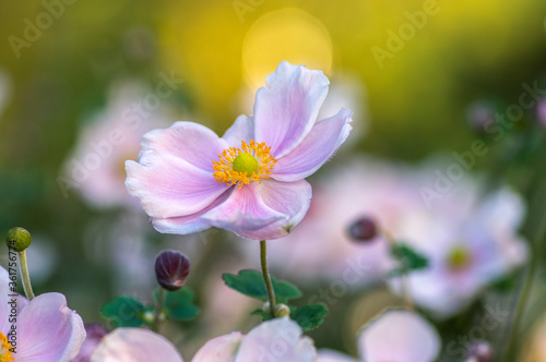 Anemone hupehensis japonica beautiful flowerin plant, flowers with pale pink petals and yellow center in bloom