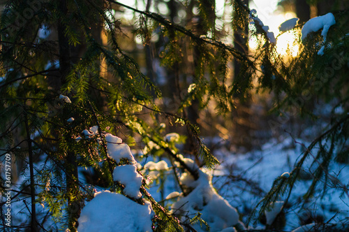 Winter forest