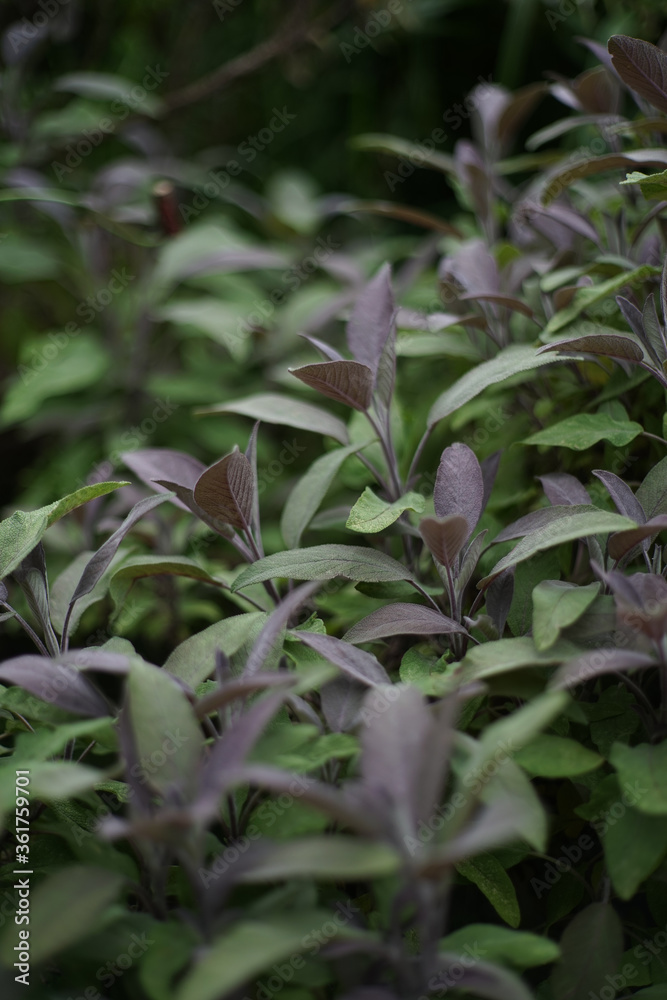 Close up of 'Purpurascens' ('Purpurea'), a purple-leafed cultivar of Salvia officinalis garden sage Close up of 'Purpurascens' ('Purpurea'), a purple-leafed cultivar of Salvia officinalis garden sage