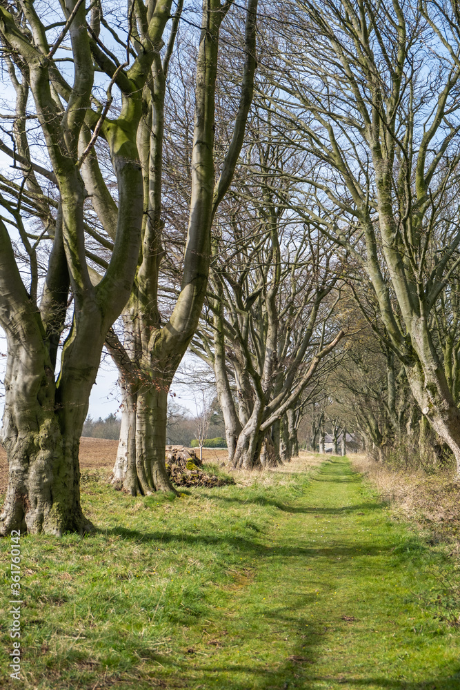 A long grass path under two lines of trees in a scenic rural location.