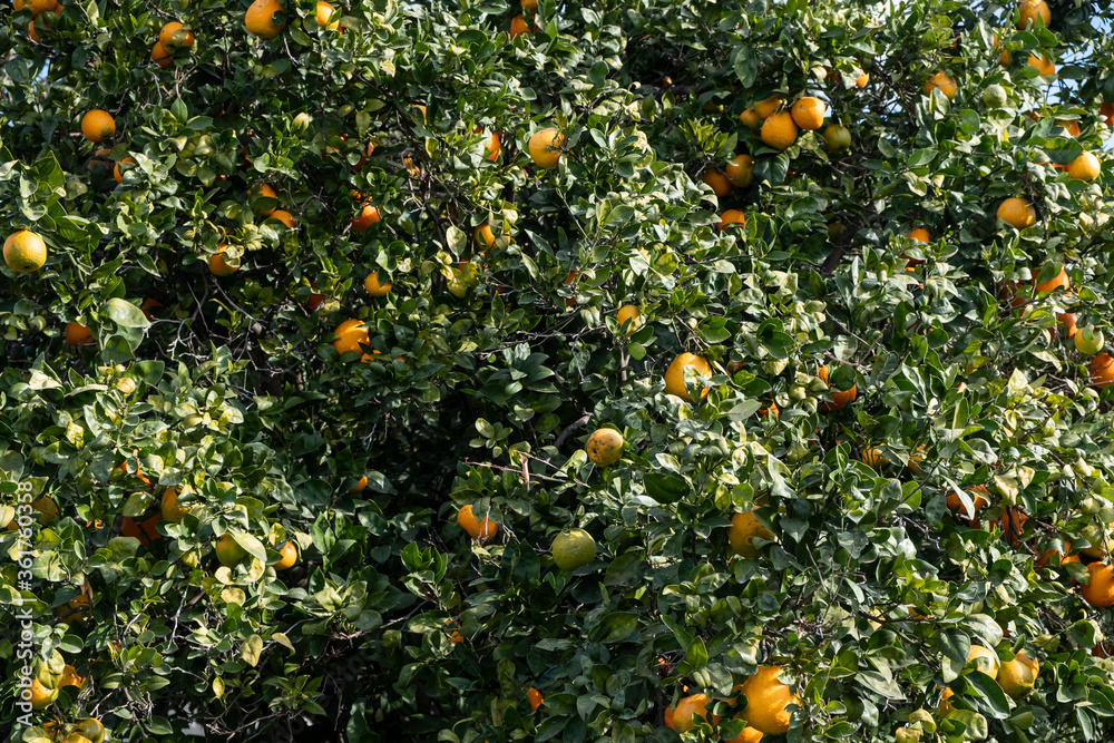 Close-up of leafy orange tree full of oranges