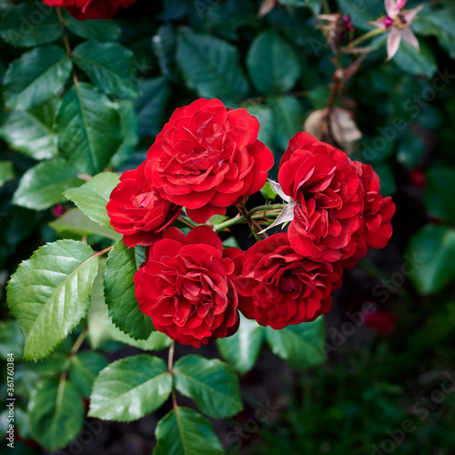 Red flower in a boganic garden close-up