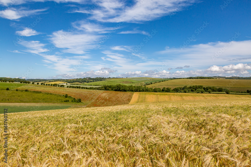 A rural South Downs summer landscape